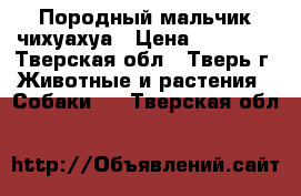 Породный мальчик чихуахуа › Цена ­ 20 000 - Тверская обл., Тверь г. Животные и растения » Собаки   . Тверская обл.